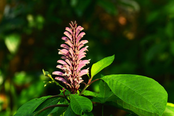 Pink wild flower in forest.