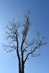 tree against blue sky