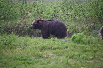 Grizzly1
