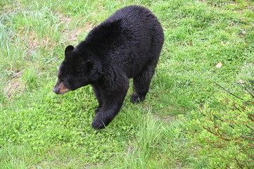 Black bear3