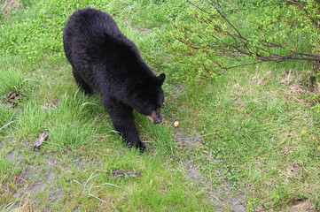 Black bear1