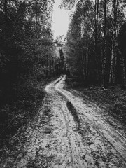 Vertical shot of a muddy forest road surrounded by tall trees in black and white