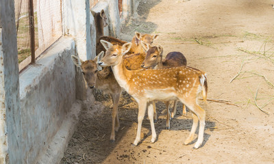  pack of brown deer with white spots in a local park