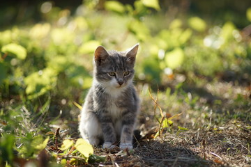 Naklejka na ściany i meble Lovely pale gray kitten sitting on a green grass in the garden. Cute domestic animal portrait. Kitty relaxed outdoor.