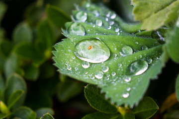 water drops on a leaf