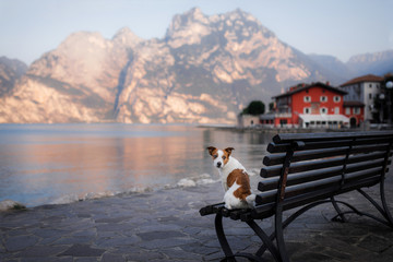 the dog on the bench sits and looks at the view. Landscape with pet.