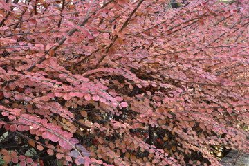red ornamental plant in the park