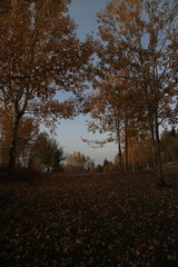 Autumn village trees landscape view. Autumn village scene. 