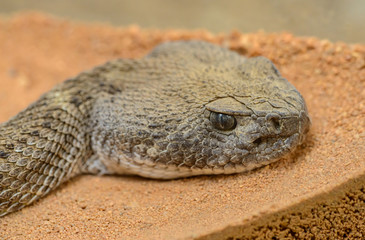 detailed portrait of a rattle snake