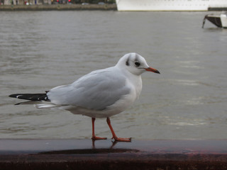 seagull animal of class Aves (birds)