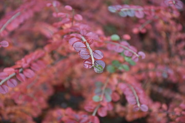 red ornamental plant in the park