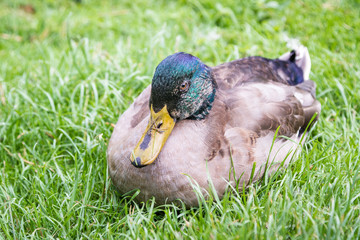 Mallard Duck - Anas platyrhynchos
