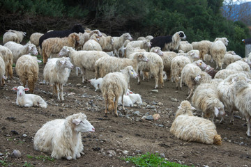 flock of white and black adult sheep with their lambs resting in the fields of the farm