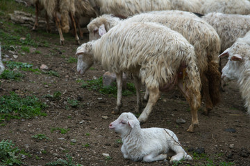 Naklejka premium flock of white and black adult sheep with their lambs resting in the fields of the farm