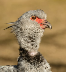 portrait of southern screamer (chauna torquata) bird looking up