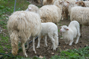 Naklejka premium flock of white and black adult sheep with their lambs resting in the fields of the farm