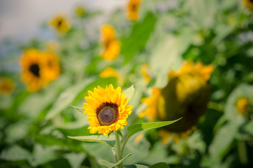 group of sunflowers against a green blur natural background