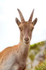 Steinbock or Alpine Capra Ibex portrait at Colombiere pass, Fran
