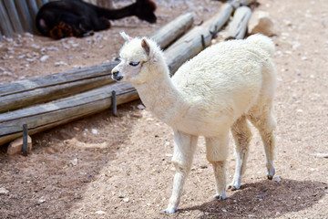 Alpaca baby on the farm in the Negev desert.  © Gur