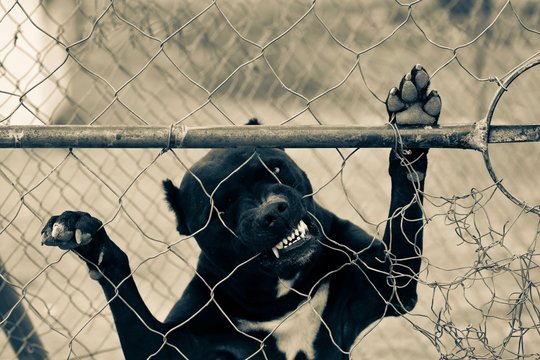 Caged Pitbull standing up against fence, biting through the wire