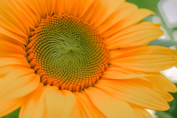 green sunflower with yellow leaves and detailed pattern