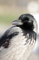 Fototapeta premium Closeup portrait of a beautiful gray raven