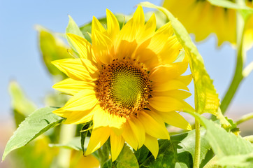 Fototapeta premium bright blooming yellow sunflower against blurry green leaves and blue sky