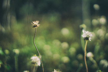 Grass flower with natural blur bokeh background. The picture is a vintage style.