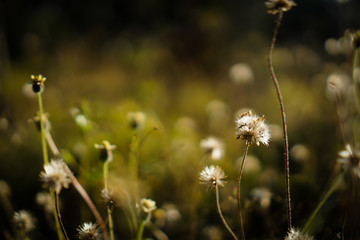 Grass flower with natural blur bokeh background. The picture is a vintage style.