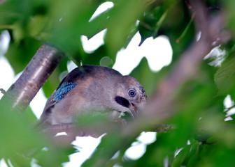 Eurasian jay - Garrulus glandarius, Greece