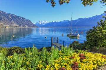 Colorful springtime flowers at Geneva lake and Alps mountains in - obrazy, fototapety, plakaty