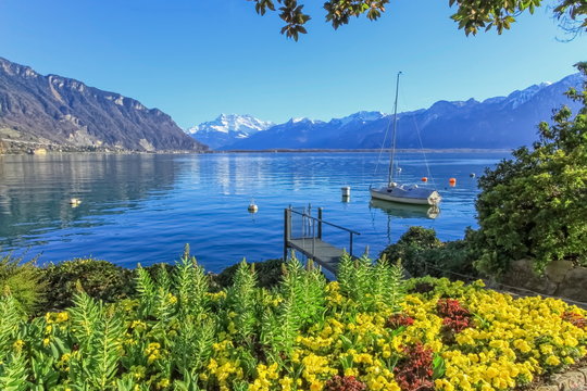 Colorful springtime flowers at Geneva lake and Alps mountains in