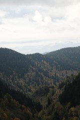 Autumn village trees landscape view. Autumn village scene. 