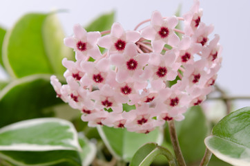 Porzellanblume Blütenkrone