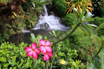 Deshaies Botanical Garden