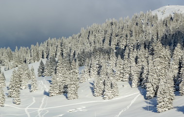 Fir trees forest in the Jura mountain by winter, Switzerland
