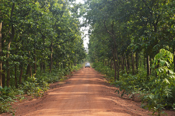 beautiful road in forest in burdwan