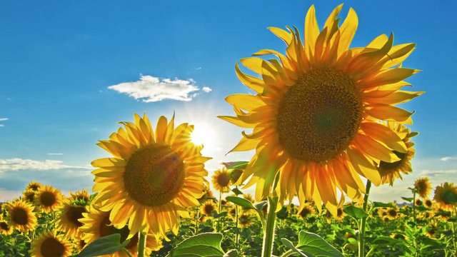 flowering sunflowers. 4K. FULL HD, 4096x2304.