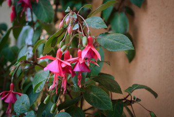 Flores Moradas-Rosadas