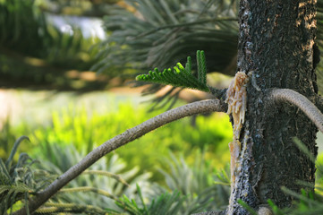 Resin secretion by Captain cook's pine in beautiful winter morning