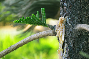 Fototapeta premium Resin secretion by Captain cook's pine in beautiful winter morning