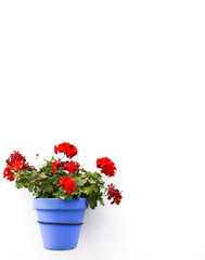 Maceta de geranios Andalucía 