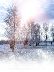 Winter forest, landscape, landscape. Sunlight, ray. Natural background, winter background. Frozen trees and bushes, leaves in the snow.