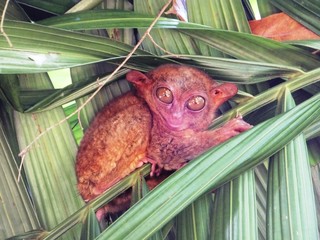 Philippine tarsier (Carlito syrichta), Bohol, The Philippines