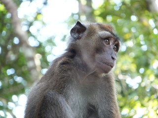Philippine long-tailed macaque (Macaca fusicularis), Bohol, The Philippines
