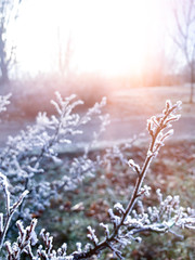 Winter forest, landscape, landscape. Sunlight, ray. Natural background, winter background. Frozen trees and bushes, leaves in the snow.