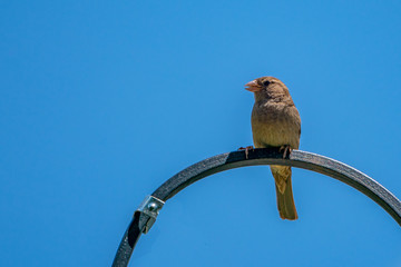 Perched Brown Songbird
