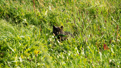 cat lurking in the grass