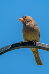 Perched Brown Songbird