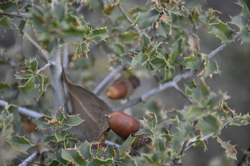 acorn on branch